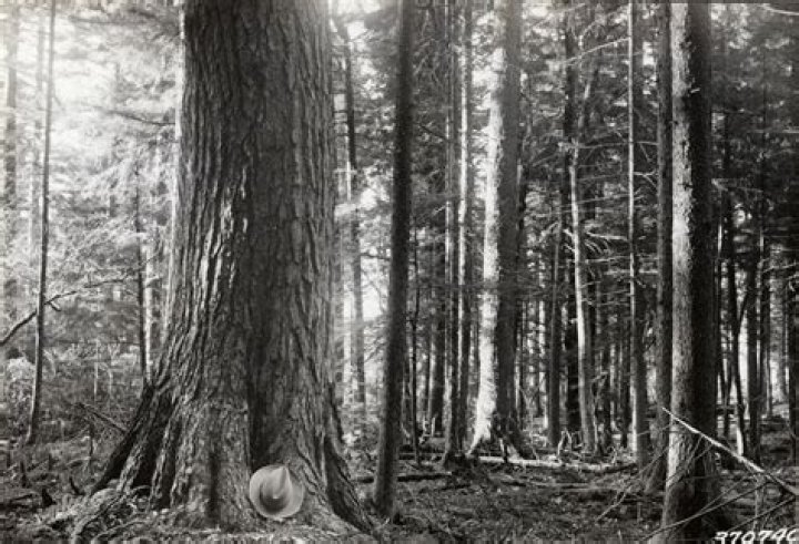 Was more of New England covered in forest 200 years ago or today?