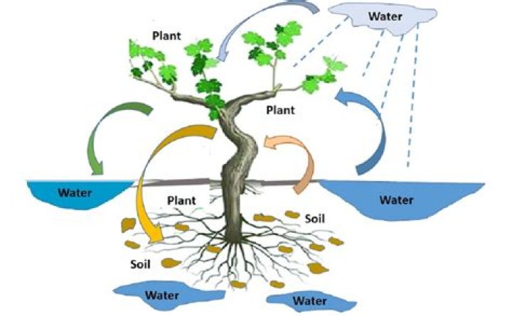 What acid dissolves tree roots?