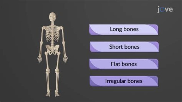 What age are your bones the strongest?