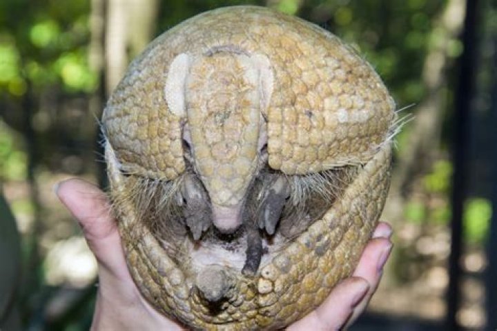 What animal curls into a ball when attacked?