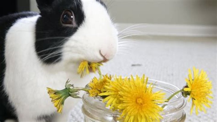 What animal eats a dandelion?