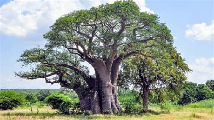 What animal eats baobab?