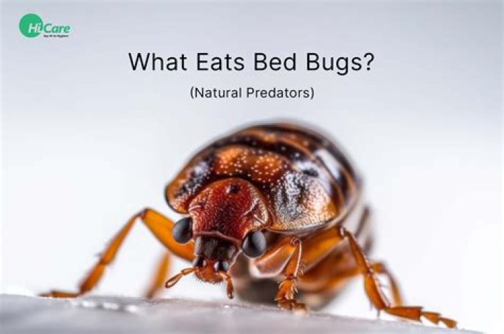 What animal eats bed bugs?
