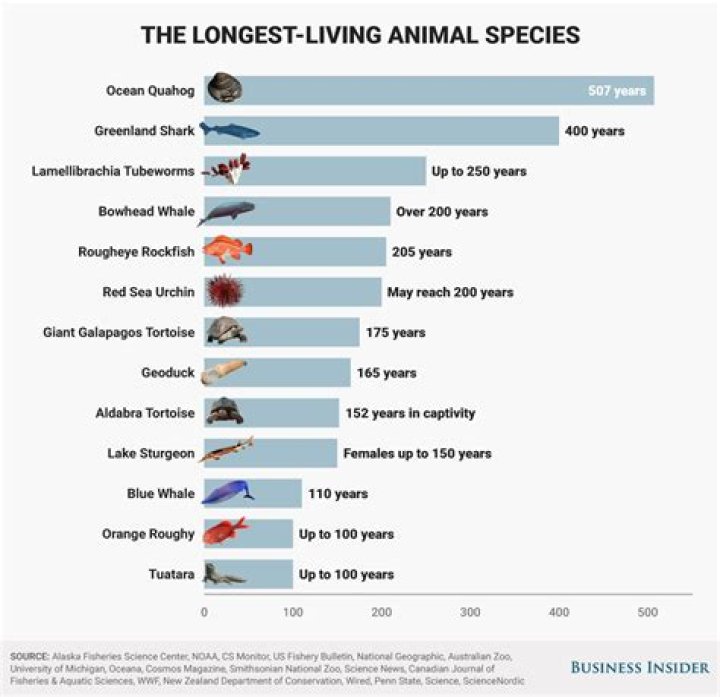 What animal has the longest name?
