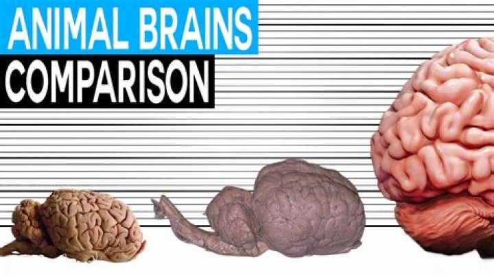 What animal has the most brains?