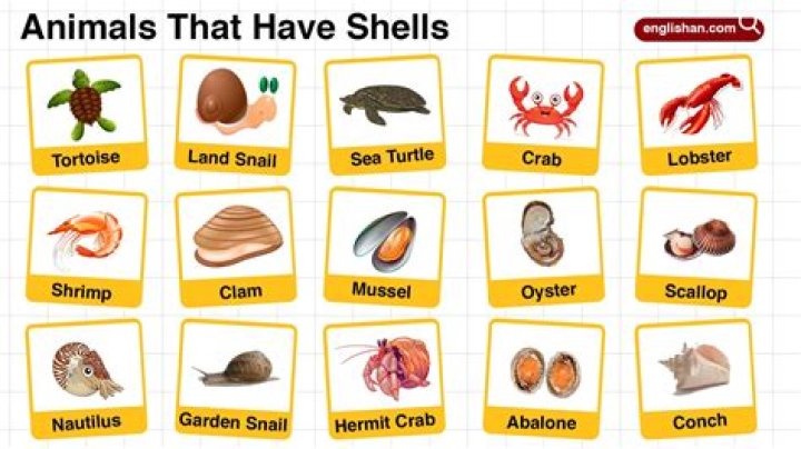 What animal has the strongest shell?