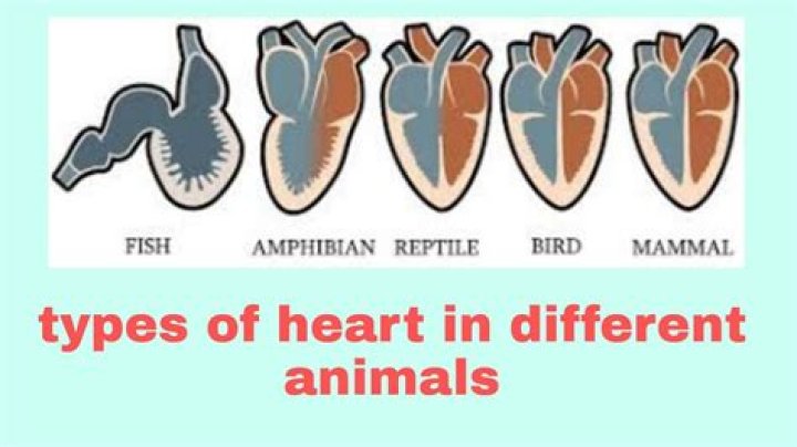 What animal have 2 hearts?