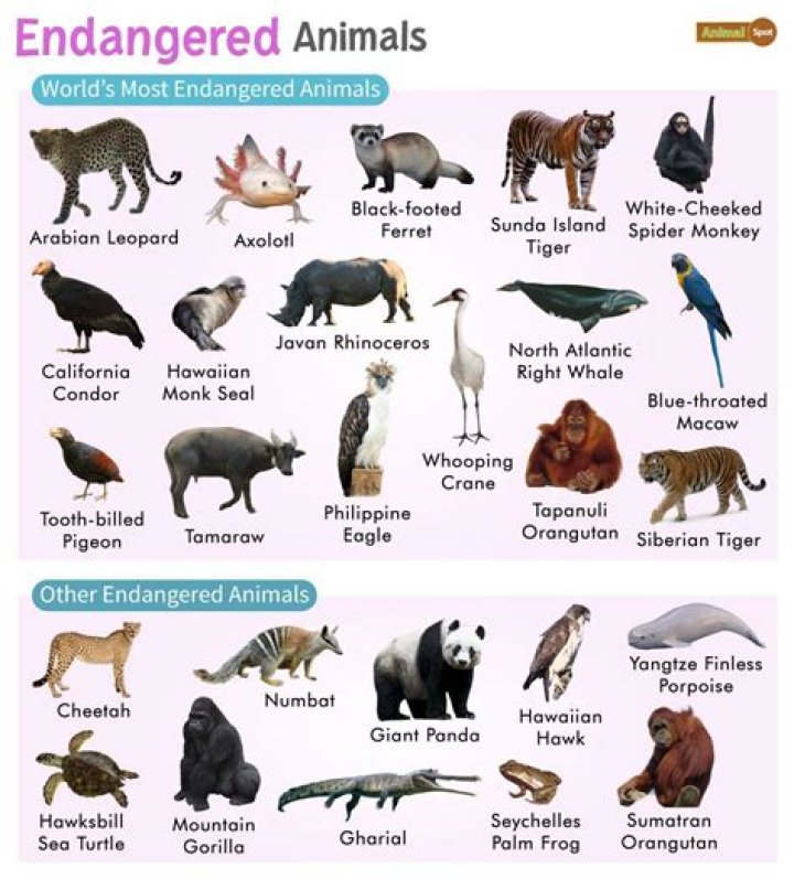 What animal is Hashirama's sage mode?