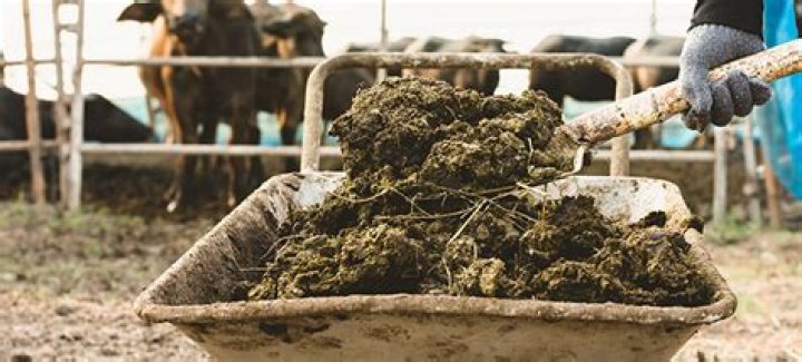 What animal poop is the best fertilizer?