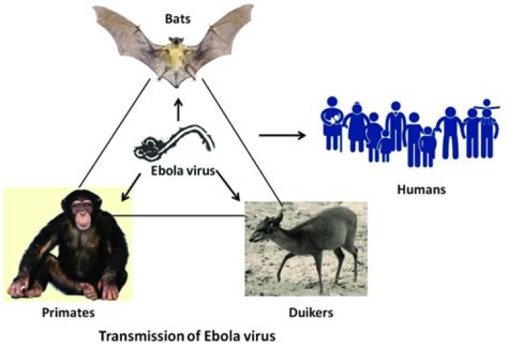 What animal started Ebola?