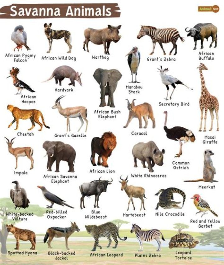 What animals are Enfp?