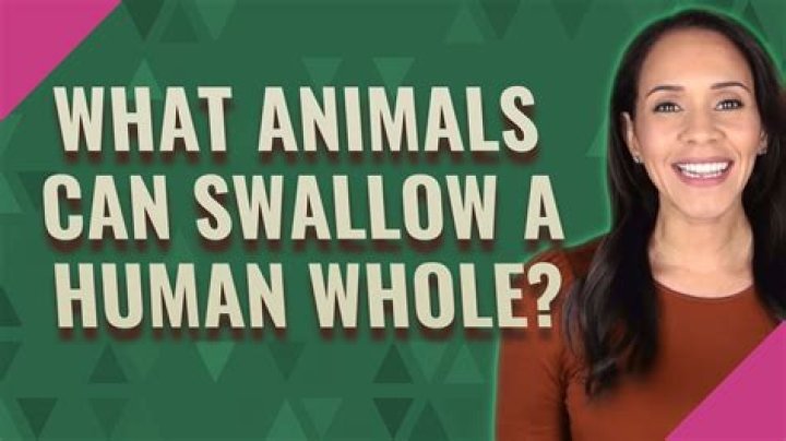 What animals can swallow a human?