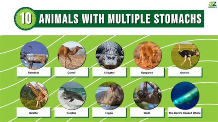 What animals have 9 stomachs?