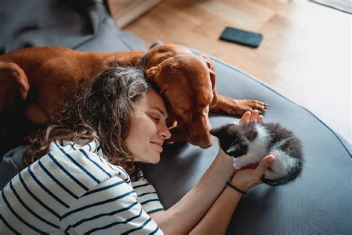 What are 10 responsibilities of a pet owner?