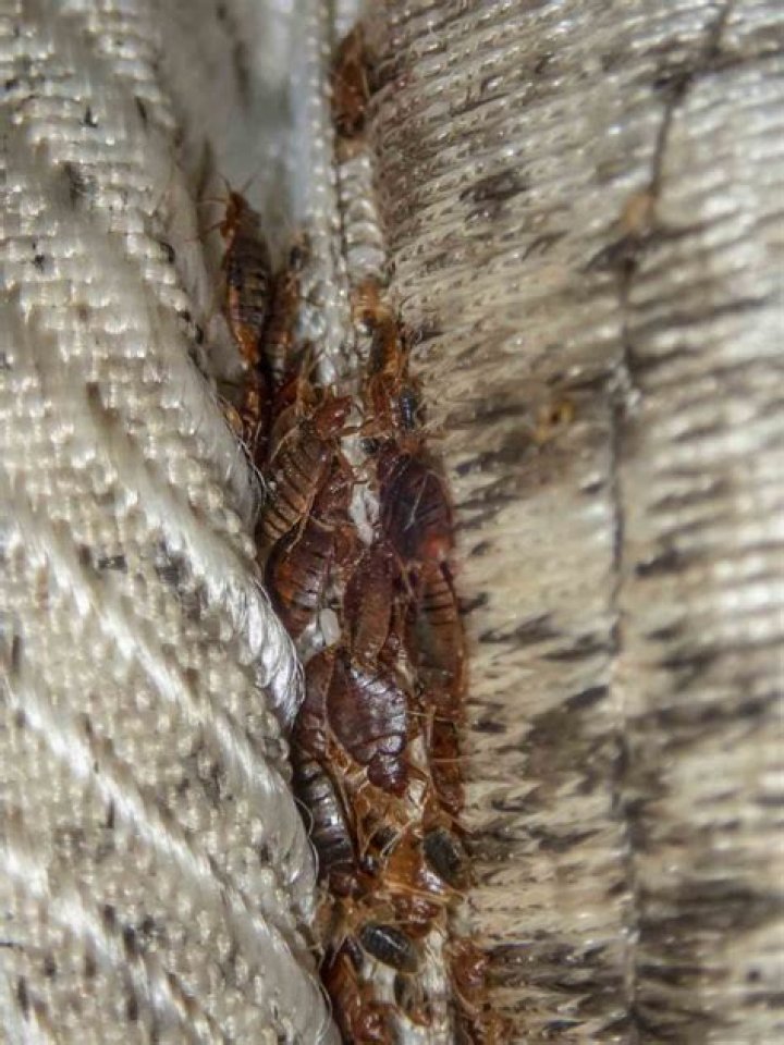 What are bed bugs most attracted to?