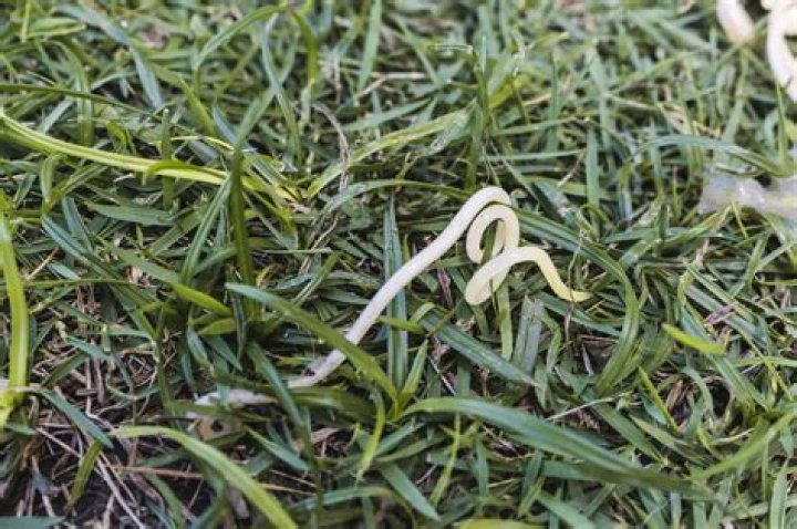 What are capillary worms?