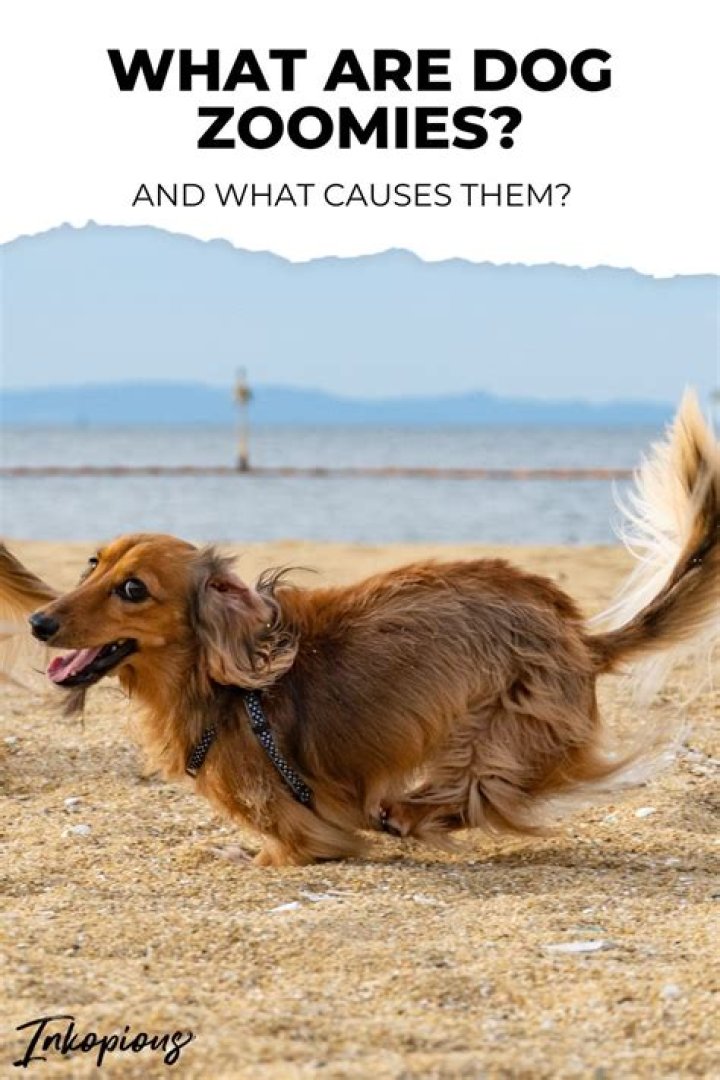 What are dog Zoomies?