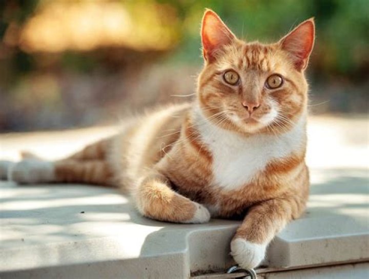 What are ginger cats called?