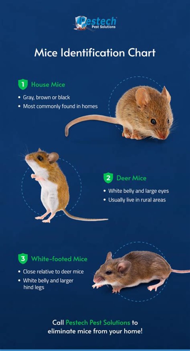 What are mice attracted to most?
