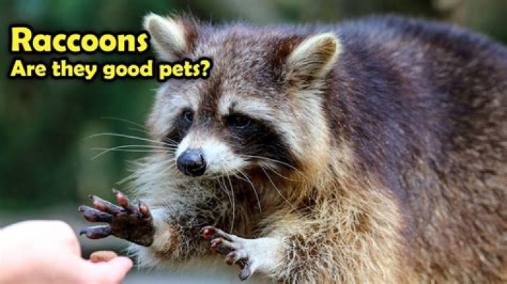 What are racoons good for?