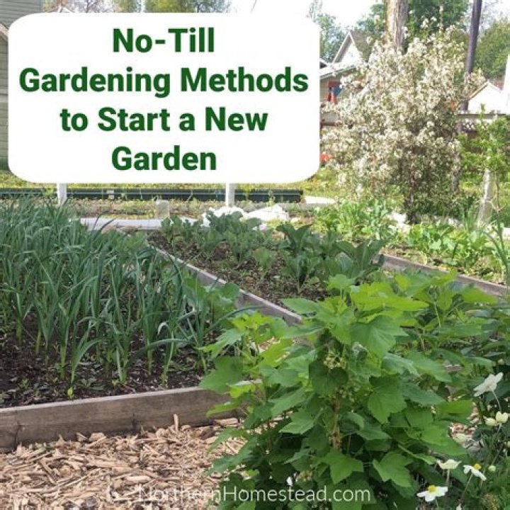 What are the advantages of no-till gardening?