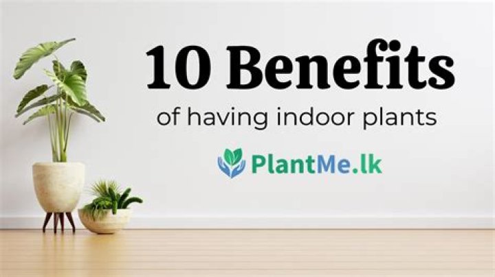 What are the benefits of having a plant in your room?