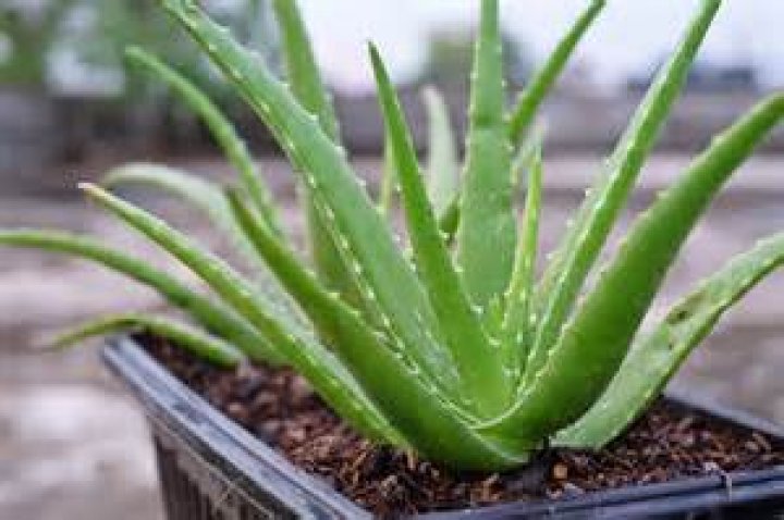 What are the benefits of having an aloe vera plant?