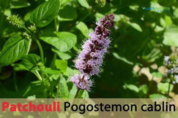 What are the benefits of patchouli?