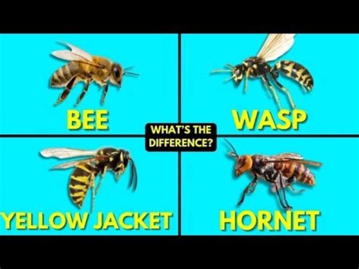 What are the big bees that look like yellow jackets?
