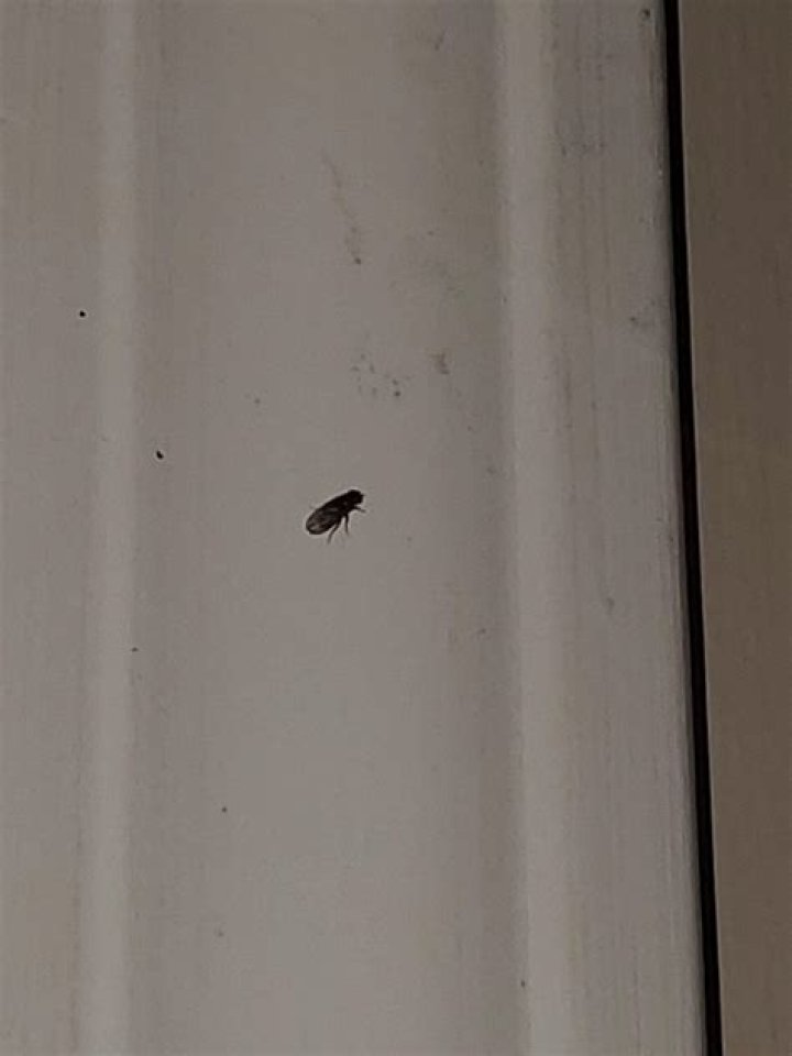 What are the little black bugs on my cat?