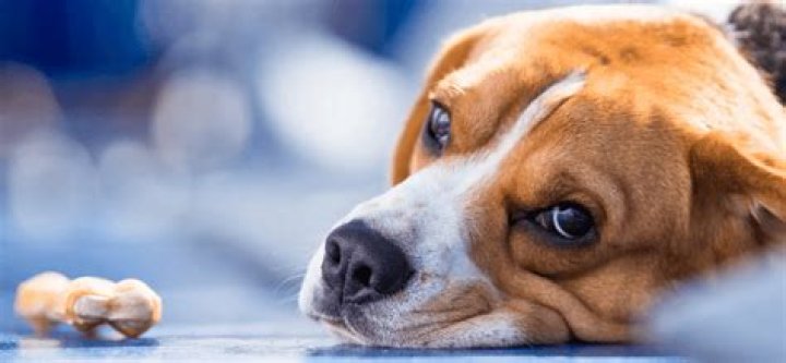 What are the signs of liver problems in dogs?