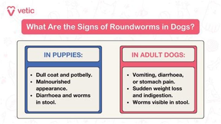What are the signs of roundworms in humans?