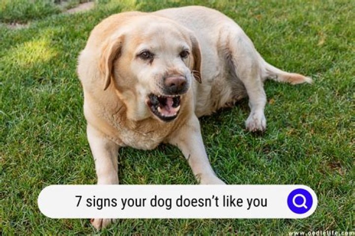 What are the signs that your dog doesn't like you?