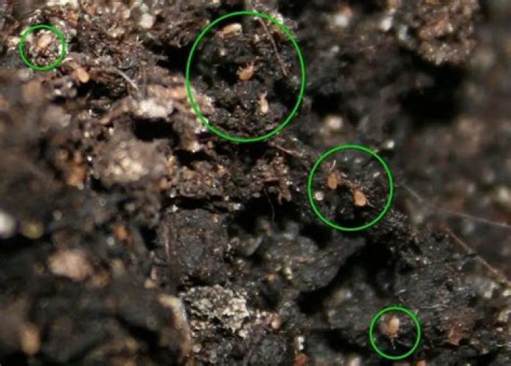 What are the tiny bugs in my potting soil?