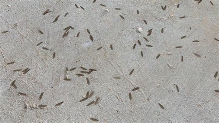 What are the tiny GREY bugs on concrete?