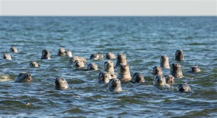 What are the two main groups of seals?