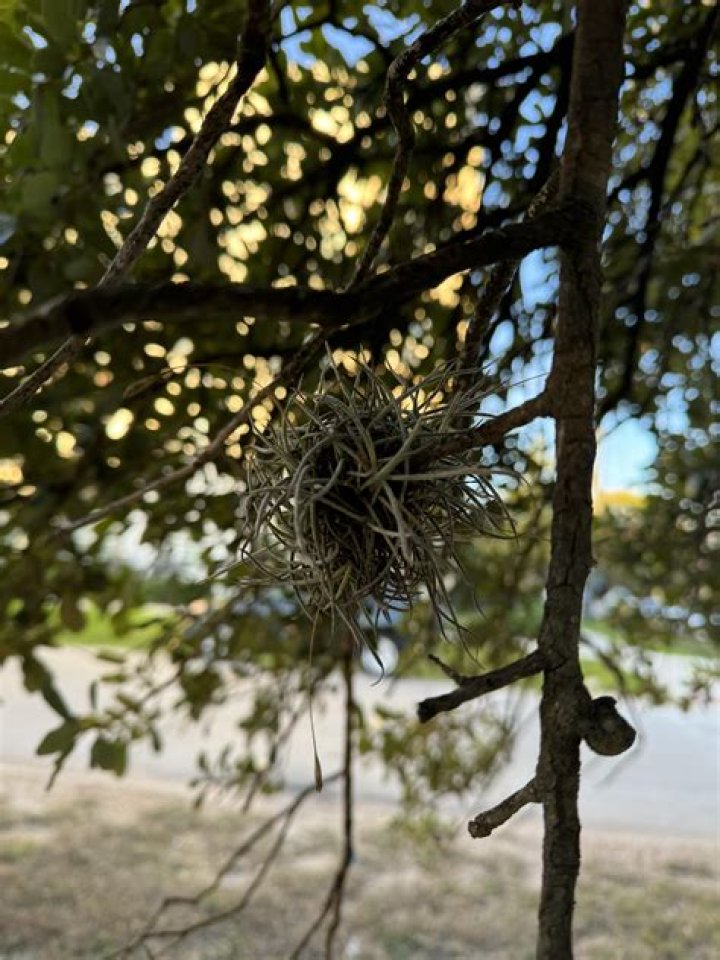 What are the white balls on my oak tree?