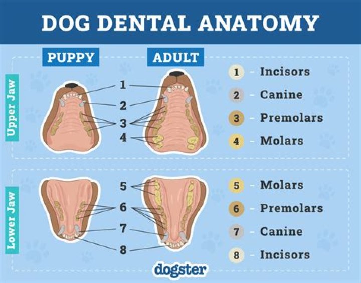 What are your k9 teeth for?
