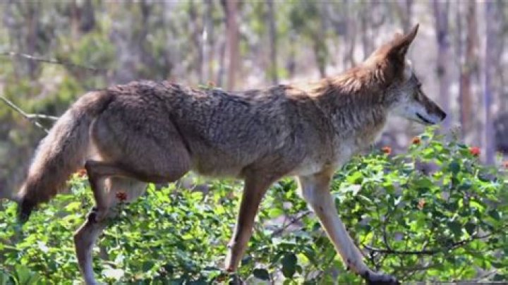 What attracts coyotes to yard?