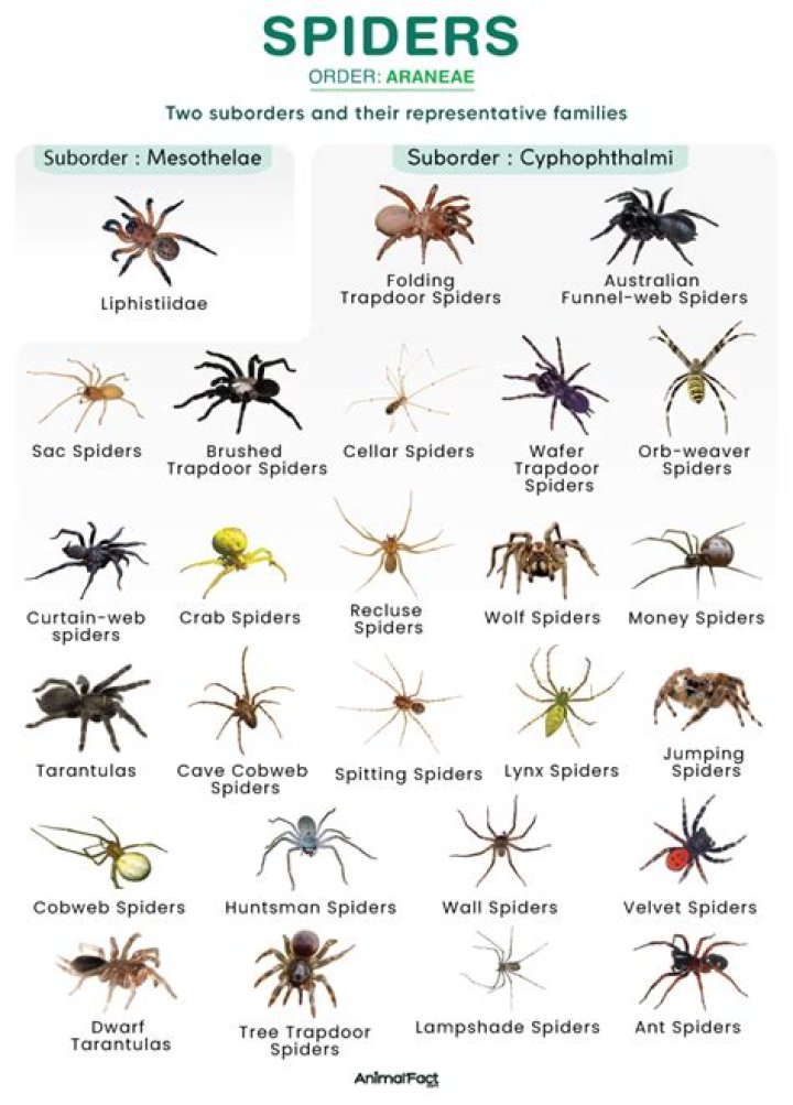What attracts spiders the most?