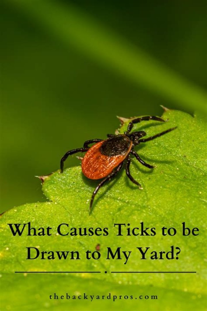 What attracts ticks to your yard?