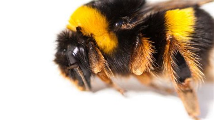What bees can keep sting more than once?