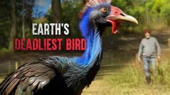 What bird has killed the most humans?