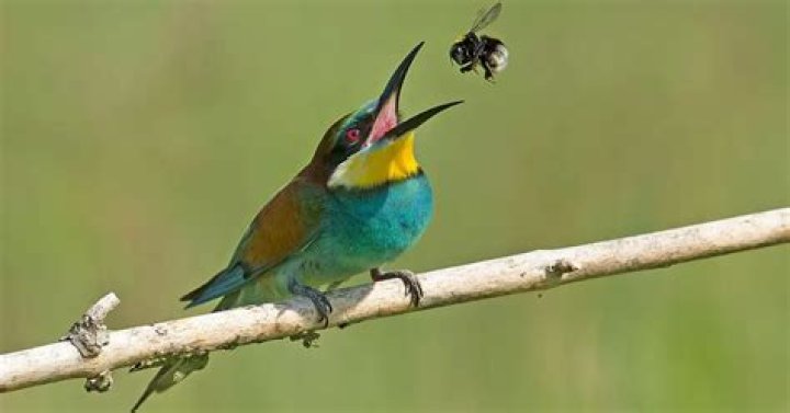 What bird will eat bees?