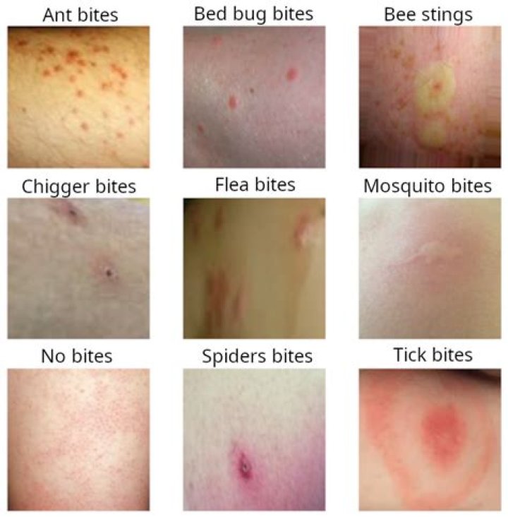 What bug bites multiple times in one area?
