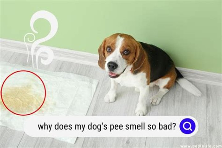 What bug smells like pee?
