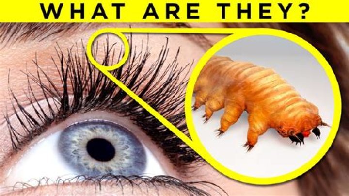 What bugs live in your eyebrows?