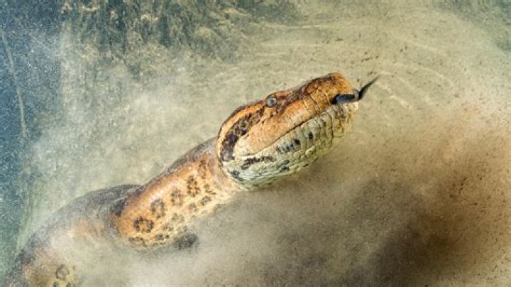 What can beat a snake in a fight?