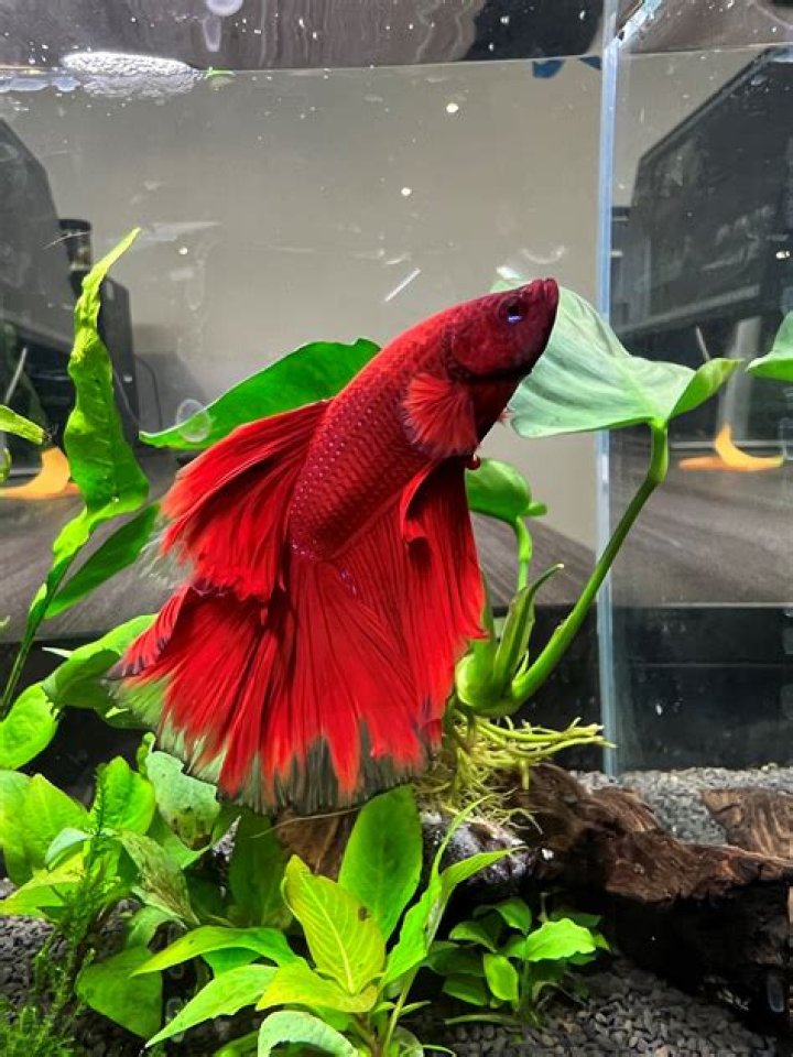 What can go with betta fish?