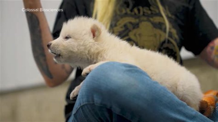 What can I bring back from Belize?